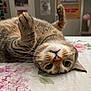 Pan is registered to the contest to win money with this photo: cat, tabby, pet, indoor, bed, floral_bedspread, whiskers, playful, cute, feline, animal, relaxed, paws, upside_down, closeup, domestic_cat, fur, bedroom, cozy, resting