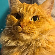 Roucky a rejoint le concours — aidez-le/la à gagner de superbes lots ! cat, orange_cat, fluffy, close_up, portrait, whiskers, feline, pet, indoor, curious, fur, animal, mammal, cute, face, eyes, nose, soft_lighting, cozy, domestic