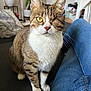 cat, tabby, one-eyed, pet, indoor, couch, jeans, person, plant, houseplant, furniture, whiskers, fur, domestic_animal, animal, curious, seated, cozy, living_room, casual
