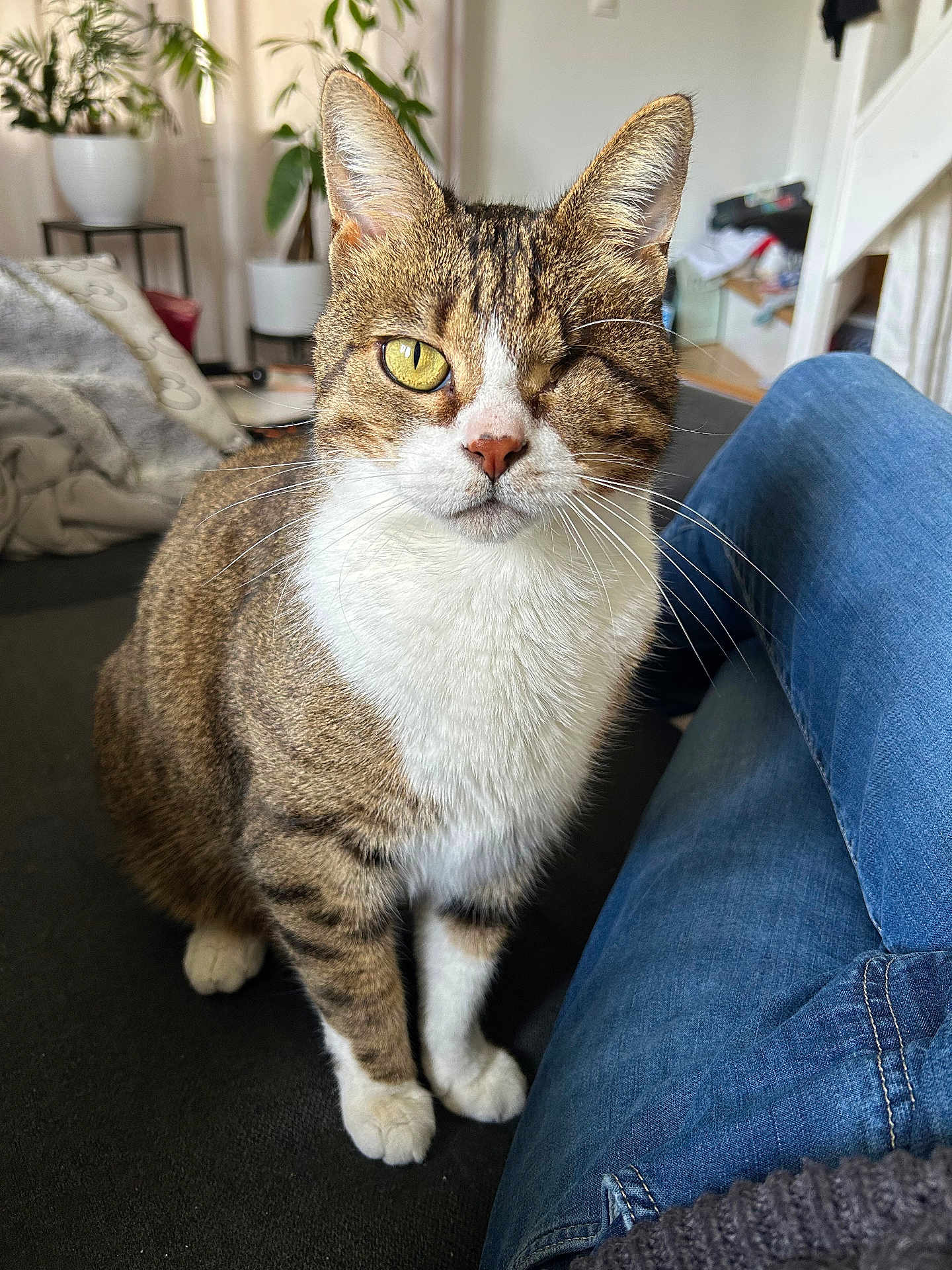 Pirate participe au concours pour gagner de l'argent avec cette photo : cat, tabby, one-eyed, pet, indoor, couch, jeans, person, plant, houseplant, furniture, whiskers, fur, domestic_animal, animal, curious, seated, cozy, living_room, casual