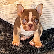 Arrow participe au concours pour gagner de l'argent avec cette photo : puppy, french_bulldog, dog, pet, brown, white, ears, cute, sitting, carpet, indoor, animal, young, fur, looking, front_view, small, face, paws, cushion