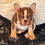 puppy, french_bulldog, dog, pet, brown, white, ears, cute, sitting, carpet, indoor, animal, young, fur, looking, front_view, small, face, paws, cushion