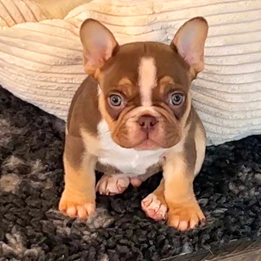 Arrow participe au concours pour gagner de l'argent avec cette photo : animal, brown, carpet, cushion, cute, dog, ears, face, french_bulldog, front_view, fur, indoor, looking, paws, pet, puppy, sitting, small, white, young