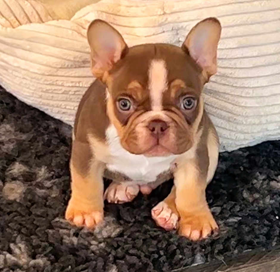 Arrow participe au concours pour gagner de l'argent avec cette photo : puppy, french_bulldog, dog, pet, brown, white, ears, cute, sitting, carpet, indoor, animal, young, fur, looking, front_view, small, face, paws, cushion