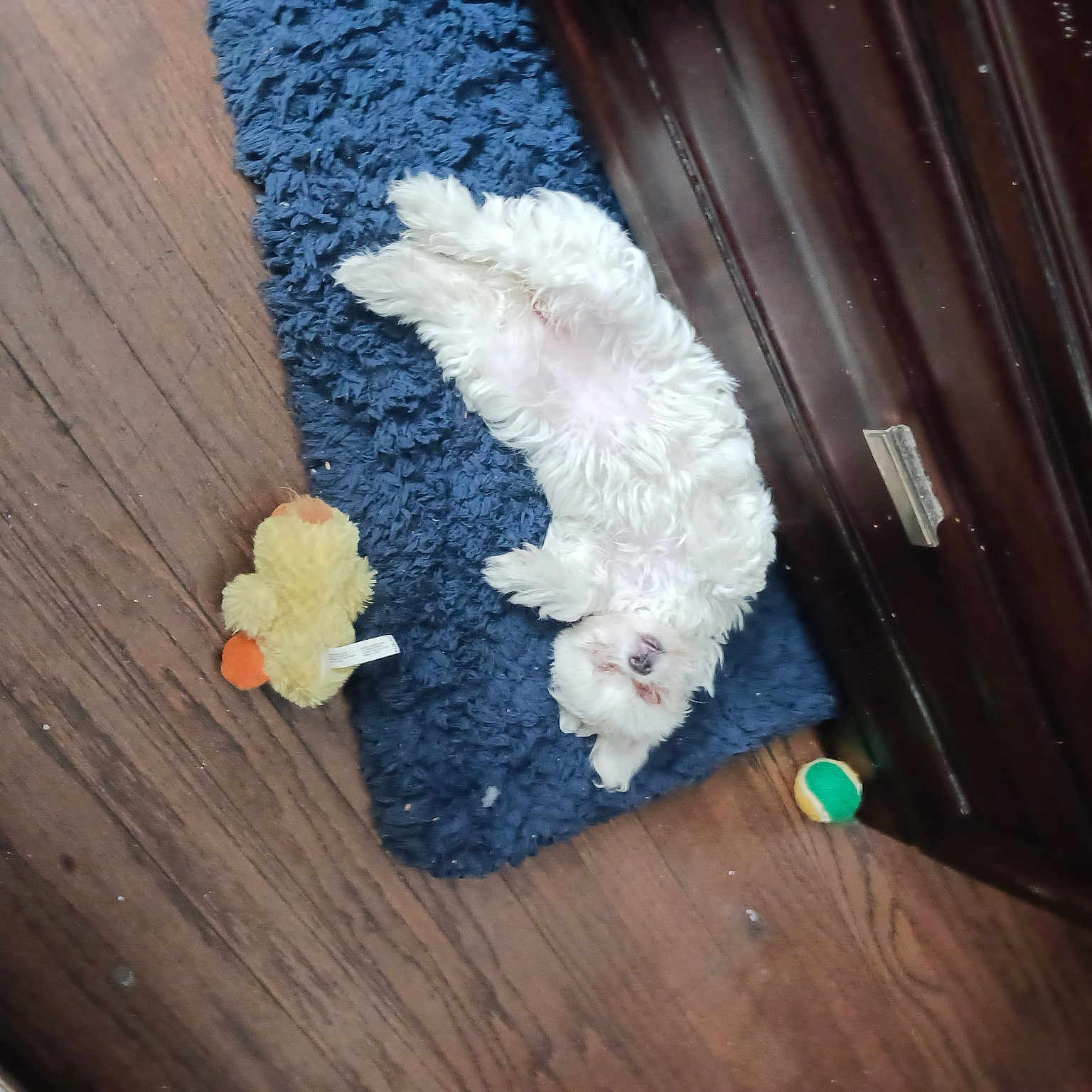 Sweetie is registered to the contest to win money with this photo: art, cockatoo, comfort_food, flooring, fur, glove, hardwood, insect, laminate_flooring, parrot, pattern, plywood, table, tableware, tail, varnish, wing, wood, wood_flooring, wood_stain