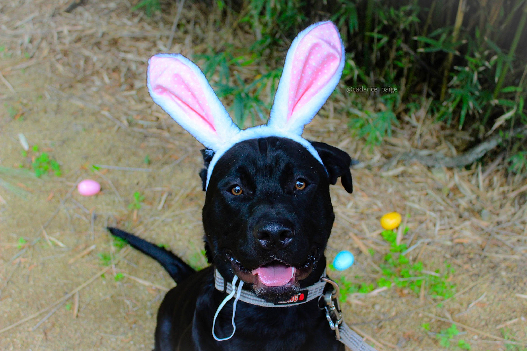 Milo is registered to the contest to win money with this photo: canidae, carnivore, circle, collar, companion_dog, dog, dog_breed, dog_collar, dog_supply, fashion_accessory, fawn, flower, grass, leash, pet_supply, plant, snout, sporting_group, toy_dog, working_animal