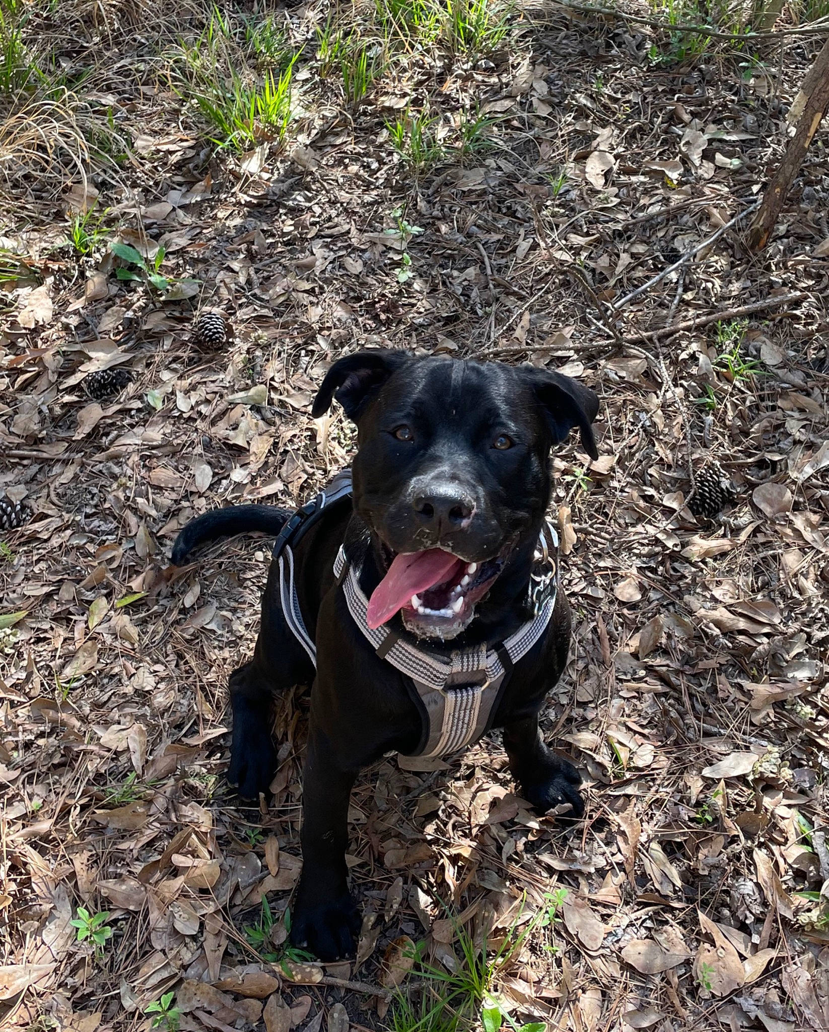 Milo joined the competition — help win amazing prizes! borador, canidae, carnivore, collar, companion_dog, dog, dog_breed, dog_collar, grass, guard_dog, gun_dog, plant, pointing_breed, snout, soil, sporting_group, tail, terrestrial_animal, whiskers, working_animal