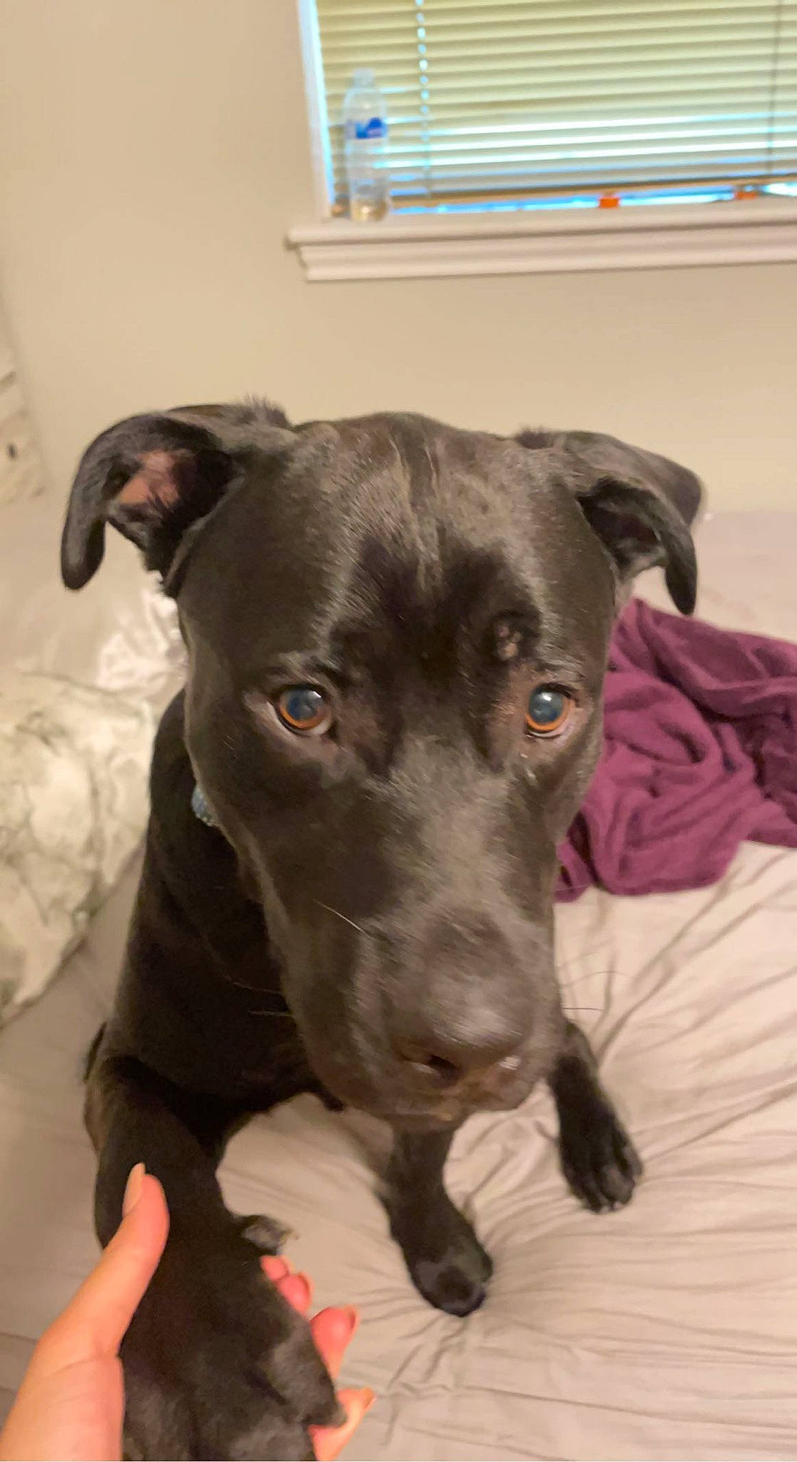 Milo is registered to the contest to win money with this photo: borador, carnivore, collar, companion_dog, dog, dog_breed, dog_supply, fawn, guard_dog, liver, non_sporting_group, pet_supply, snout, sporting_group, terrestrial_animal, toy_dog, whiskers, window, working_animal