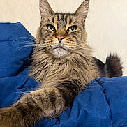 Scar is registered to the contest to win money with this photo: cat, maine_coon, feline, pet, animal, fur, whiskers, ears, paw, blue_blanket, indoor, resting, close_up, portrait, fluffy, tabby, relaxed, cute, domestic_cat, mammal