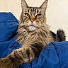 cat, maine_coon, feline, pet, animal, fur, whiskers, ears, paw, blue_blanket, indoor, resting, close_up, portrait, fluffy, tabby, relaxed, cute, domestic_cat, mammal