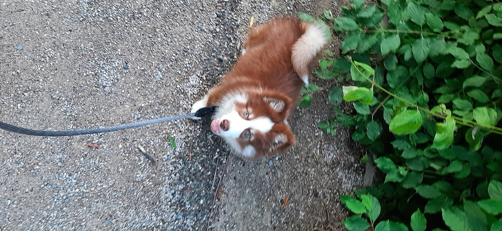 Taigo participe au concours pour gagner de l'argent avec cette photo : asphalt, carnivore, companion_dog, dog, dog_breed, fawn, felidae, fur, grass, groundcover, liver, paw, plant, road_surface, small_to_medium_sized_cats, snout, soil, tail, terrestrial_animal, whiskers