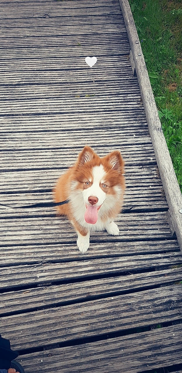 Taigo a rejoint le concours — aidez-le/la à gagner de superbes lots ! canidae, carnivore, companion_dog, dog, dog_breed, eye, fawn, felidae, fur, grass, herding_dog, road_surface, small_to_medium_sized_cats, snout, sporting_group, tail, terrestrial_animal, whiskers, wildlife, wood