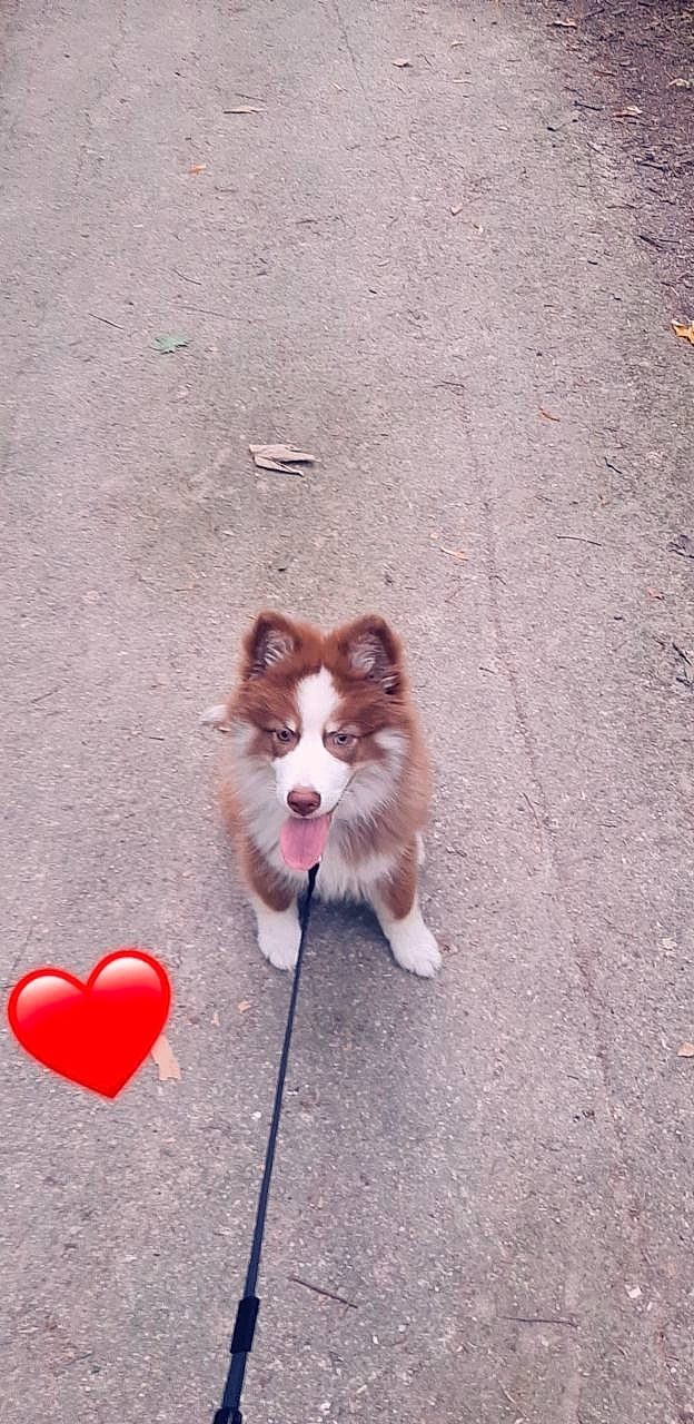 Taigo participe au concours pour gagner de l'argent avec cette photo : asphalt, canidae, carmine, carnivore, companion_dog, dog, dog_breed, fawn, felidae, fur, herding_dog, road_surface, rough_collie, snout, sporting_group, tail, toy_dog, whiskers, working_animal, working_dog