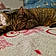 Louna