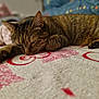 Louna participe au concours pour gagner de l'argent avec cette photo : cat, tabby, sleeping, resting, indoor, blanket, feline, pet, animal, cozy, closeup, fur, whiskers, paw, relaxed, cute, domestic, mammal, laying, soft