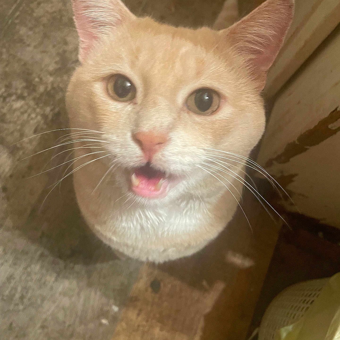 Gar joined the competition — help win amazing prizes! cat, orange_cat, white_cat, pet, animal, whiskers, floor, indoor, looking_up, open_mouth, curious, fur, ears, closeup, domestic_cat, feline, household, texture, light, shadow
