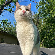 Ferb joined the competition — help win amazing prizes! blue_sky, cat, close_up, curious_expression, ears, feline, green_trees, grey_patches, low_angle, outdoor, pink_nose, portrait, roof, shadow, sunlight, trampoline_surface, tree_branch, whiskers, white_fur, yellow_eyes