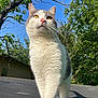 blue_sky, cat, close_up, curious_expression, ears, feline, green_trees, grey_patches, low_angle, outdoor, pink_nose, portrait, roof, shadow, sunlight, trampoline_surface, tree_branch, whiskers, white_fur, yellow_eyes