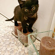 Oggy a rejoint le concours — aidez-le/la à gagner de superbes lots ! abyssinian, animal, bathroom, blackcat, brush, candle, cat, cup, device, egyptiancat, glass, indoors, jar, kitten, manx, pet, pottery, siamese, sink, tool
