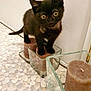 abyssinian, animal, bathroom, blackcat, brush, candle, cat, cup, device, egyptiancat, glass, indoors, jar, kitten, manx, pet, pottery, siamese, sink, tool