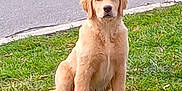 Apollo joined the competition — help win amazing prizes! animal, canine, cockerspaniel, dog, goldenretriever, grass, green, hound, labradorretriever, lawn, nature, outdoors, path, pet, plant, puppy, sidewalk, walkway, whitedog, yard