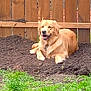 Apollo is registered to the contest to win money with this photo: animal, backyard, canine, daytime, dog, domestic_animal, fence, fur, golden_retriever, grass, happy, lying_down, mammal, nature, outdoor, pet, playful, portrait, relaxed, soil