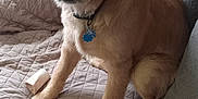 Apollo is registered to the contest to win money with this photo: chew_toy, collar, couch, curtains, decor, dog, ears, fur, golden_retriever, home, indoor, lamp, living_room, pet, pillows, puppy, quilted_blanket, sitting, tail, window