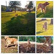 Apollo is registered to the contest to win money with this photo: animal, autumn, collage, daytime, dog, fence, field, golden_retriever, grass, jumping, leaves, nature, outdoor, pet, playful, running, shadow, sunlight, tennis_ball, trees