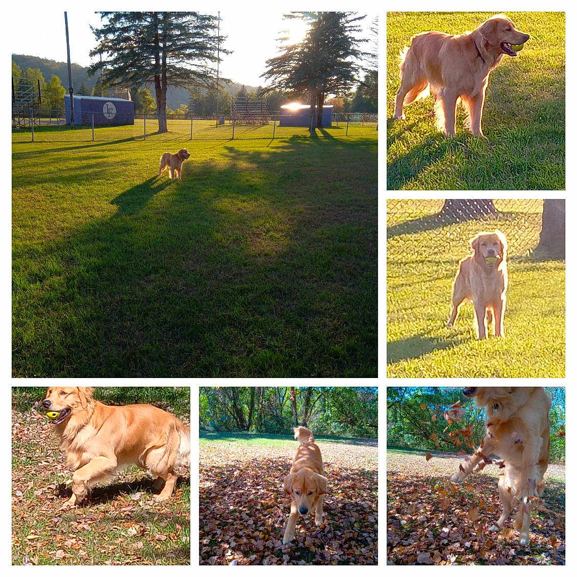 Apollo is registered to the contest to win money with this photo: animal, autumn, collage, daytime, dog, fence, field, golden_retriever, grass, jumping, leaves, nature, outdoor, pet, playful, running, shadow, sunlight, tennis_ball, trees