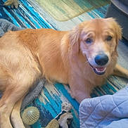 Apollo joined the competition — help win amazing prizes! dog, golden_retriever, pet, animal, indoor, carpet, toy, blanket, smiling, laying_down, fur, friendly, canine, home, cozy, happy, mammal, companion, domestic_animal, relaxed