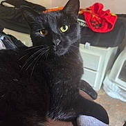 Silas joined the competition — help win amazing prizes! cat, black_cat, pet, indoor, feline, animal, whiskers, eyes, fur, resting, curious, domestic, home, closeup, mammal, cute, portrait, relaxed, cozy, yellow_eyes