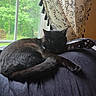 Silas joined the competition — help win amazing prizes! cat, black_cat, sleeping, indoor, window, blanket, curtain, greenery, nature, relaxation, pet, animal, fur, cozy, resting, paw, home, daylight, domestic, comfort