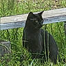 Silas is registered to the contest to win money with this photo: black_cat, cat, grass, outdoor, animal, pet, feline, sitting, wood, nature, greenery, alert, wildlife, mammal, fur, eyes, closeup, daylight, plant, background