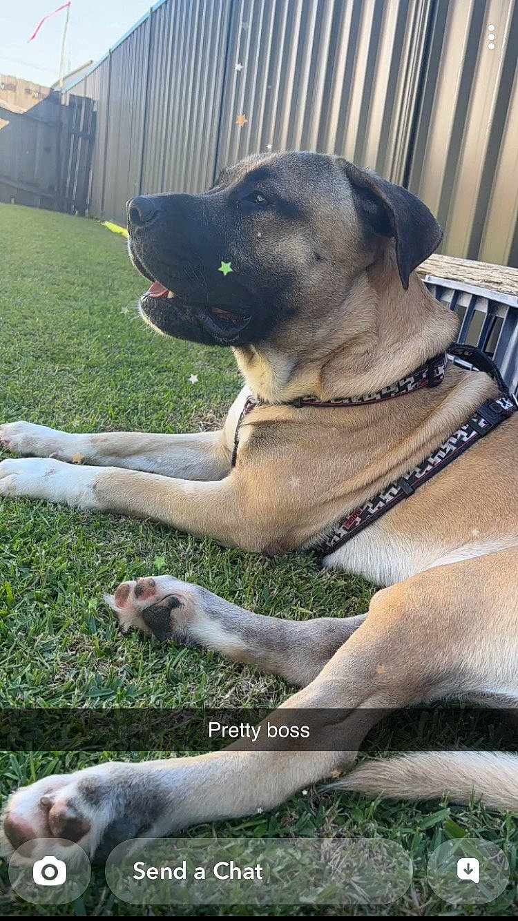 Boss is registered to the contest to win money with this photo: canidae, carnivore, collar, companion_dog, dog, dog_breed, dog_collar, dog_supply, fawn, grass, guard_dog, pet_supply, plant, snout, sporting_group, tail, terrestrial_animal, whiskers, working_animal, working_dog