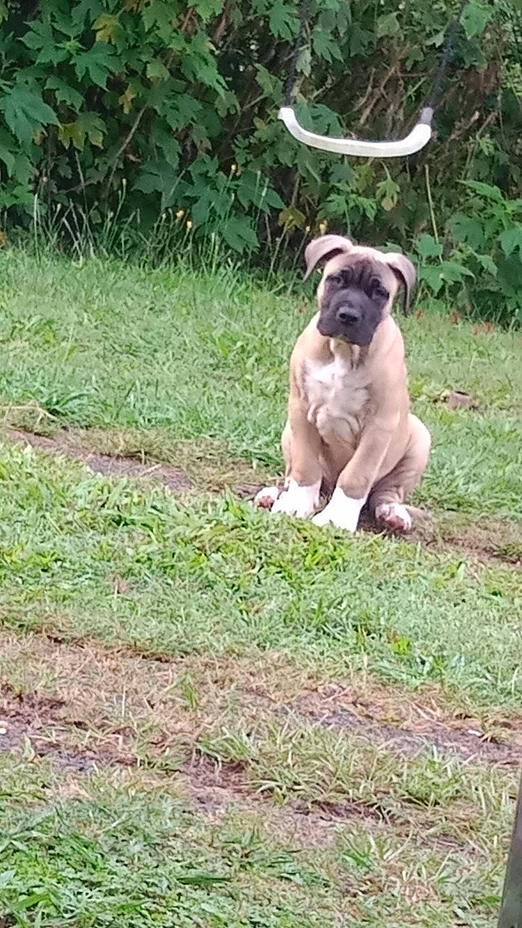 Boss joined the competition — help win amazing prizes! art, canidae, carnivore, companion_dog, dog, dog_breed, fawn, felidae, grass, grassland, groundcover, pasture, plant, snout, soil, sporting_group, tail, terrestrial_animal, toy_dog, working_animal