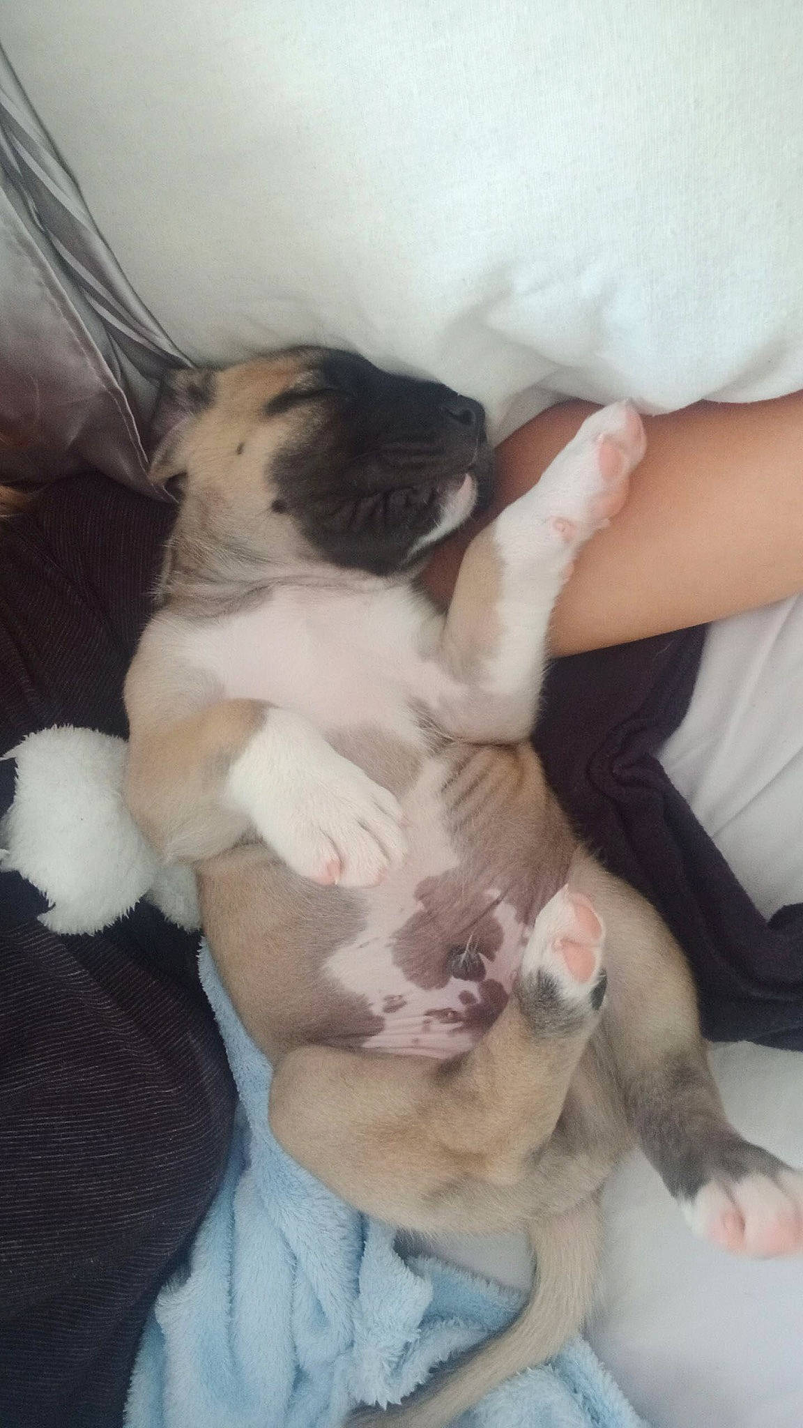 Boss joined the competition — help win amazing prizes! canidae, carnivore, cat, comfort, companion_dog, dog_breed, domestic_short_haired_cat, fawn, felidae, fur, mammal, nap, non_sporting_group, paw, puppy, small_to_medium_sized_cats, sporting_group, tail, whiskers