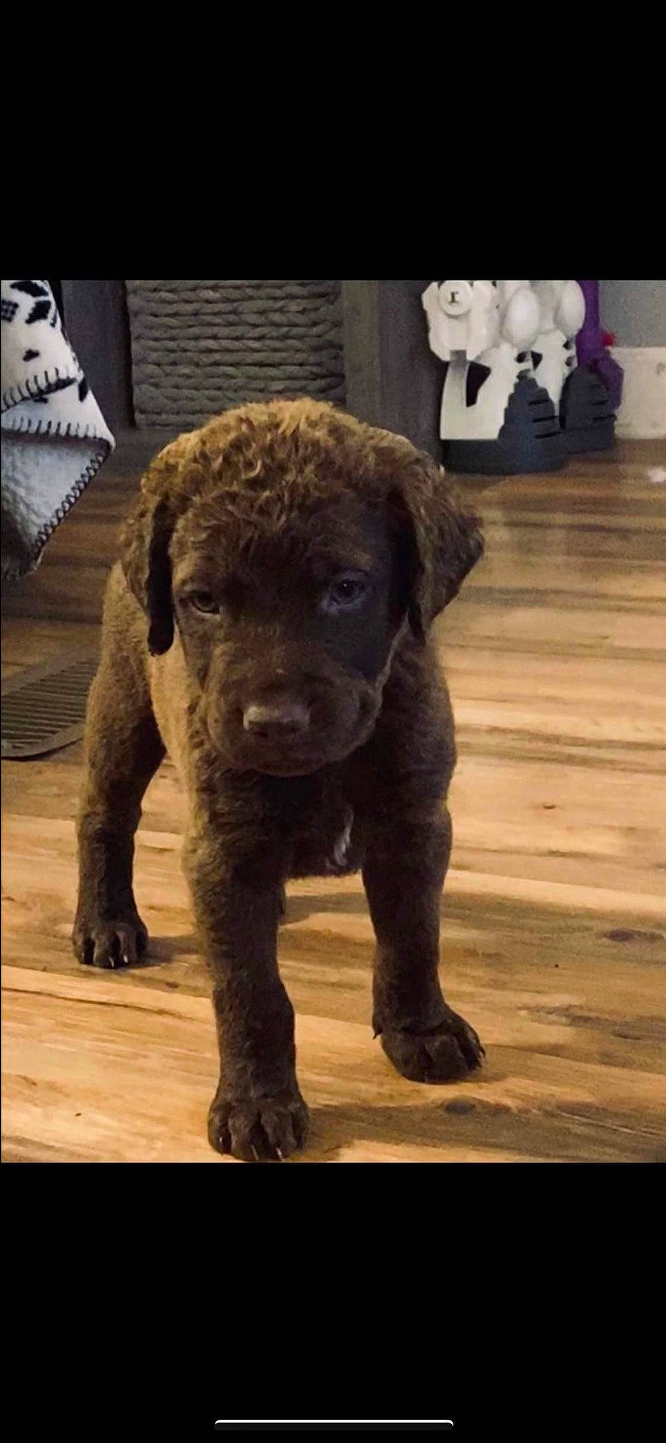 Zeus joined the competition — help win amazing prizes! carnivore, companion_dog, dog, dog_breed, fawn, flooring, fur, gun_dog, hardwood, liver, metal, pointing_breed, snout, tail, terrestrial_animal, toy_dog, vertebrate, wood, working_animal, wrinkle