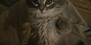 Ace a rejoint le concours — aidez-le/la à gagner de superbes lots ! kitten, cat, furry, indoor, pet, animal, cute, small, fluffy, fur, eyes, whiskers, face, sitting, curious, blurred, low_light, domestic, young, feline