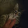 Ace a rejoint le concours — aidez-le/la à gagner de superbes lots ! kitten, cat, pet, hand, furry, close_up, indoor, animal, cute, young, tabby, whiskers, eyes, fur, touch, domestic, mammal, face, relaxing, gentle