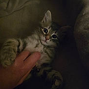 Ace participe au concours pour gagner de l'argent avec cette photo : kitten, cat, pet, animal, hand, feline, fur, cute, playful, indoor, resting, paw, whiskers, young, domestic, sleepy, cozy, touch, closeup, curious