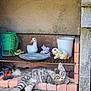animal, brick, bucket, cat, concrete, cute, decorative_items, duck_statue, fur, gray, kitten, outdoor, pet, rabbit_statue, resting, shelf, stone, tabby, tools, turtle_statue