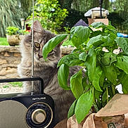 Alaska participe au concours pour gagner de l'argent avec cette photo : cat, gray_cat, plant, basil, green_leaves, radio, vintage_radio, outdoor, garden, curious, fluffy, leaf, nature, pet, animal, table, paper_bag, antenna, closeup, daylight