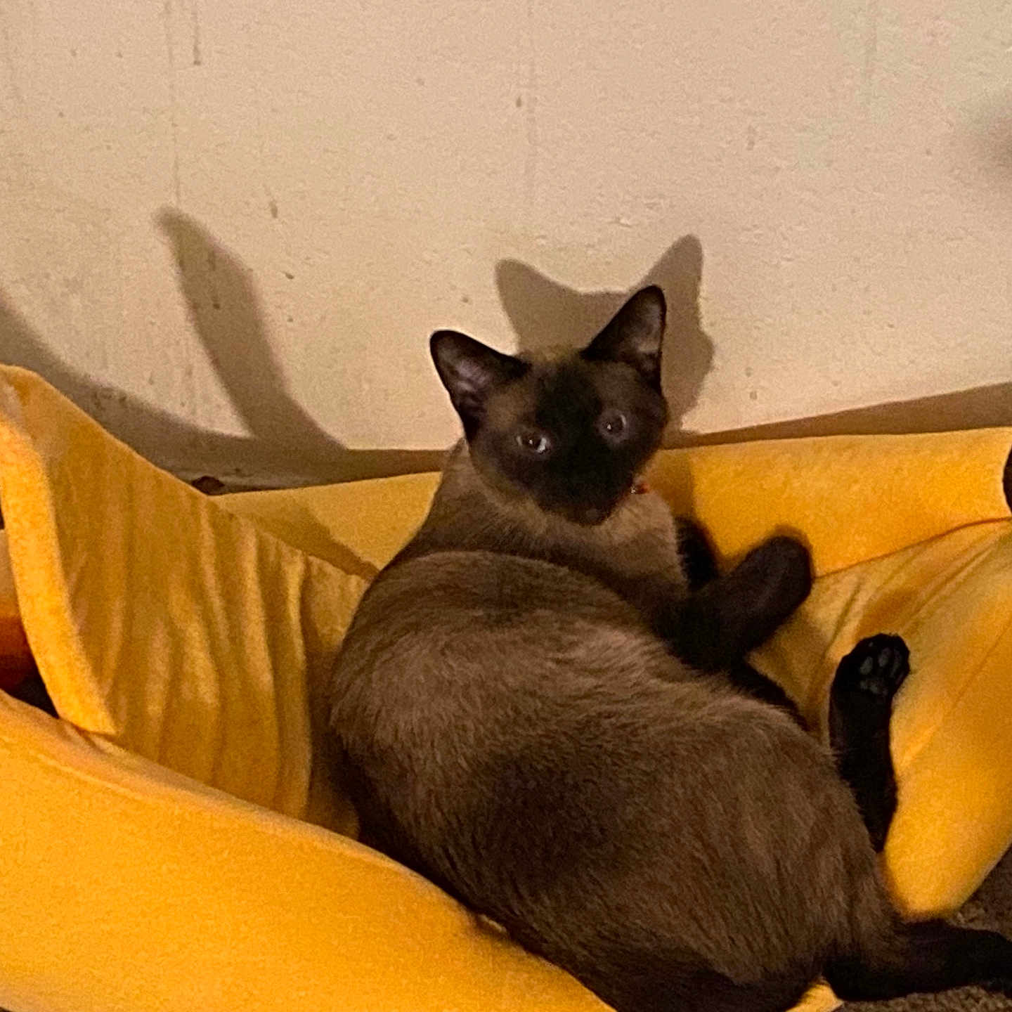 Snack is registered to the contest to win money with this photo: animal, canine, cat, dog, dogbed, furniture, pet, siamese