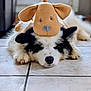 dog, stuffed_toy, tile_floor, indoor, resting, sleeping, black_and_white, cute, pet, animal, soft_toy, ears, nose, paws, fur, adorable, quiet, calm, close_up, domestic