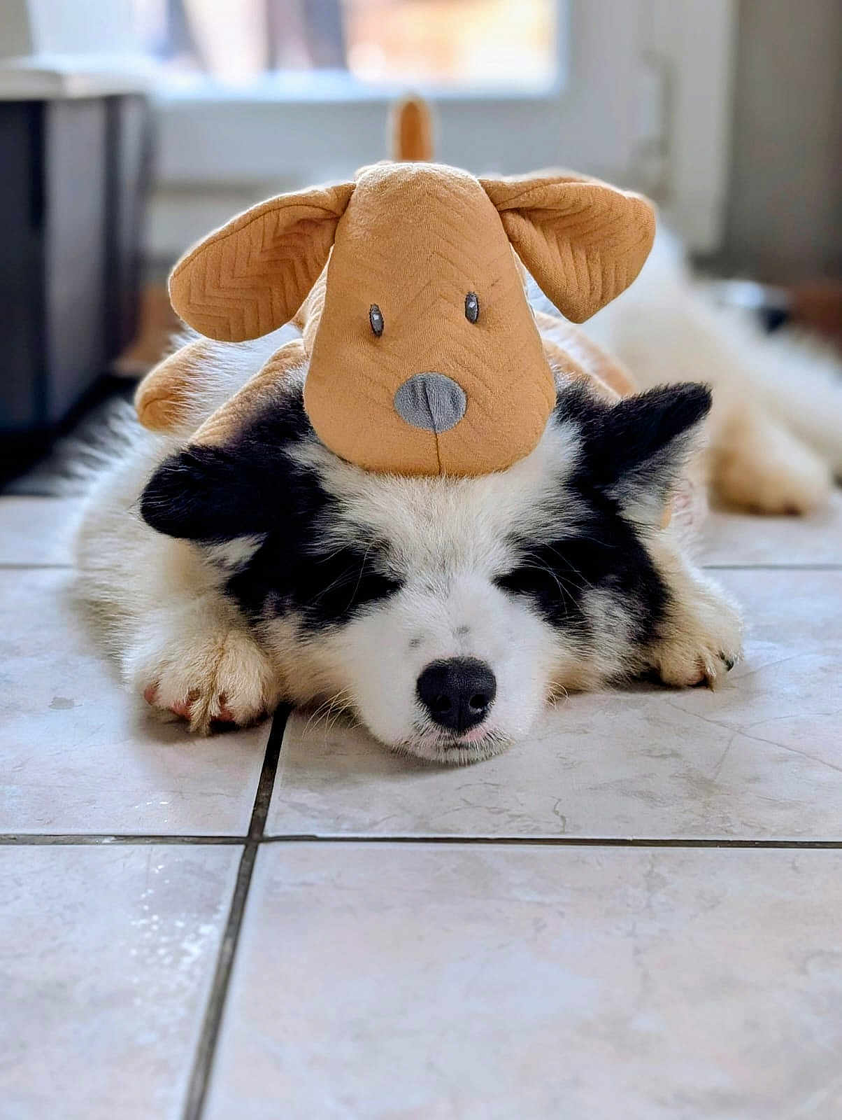 Aslan participe au concours pour gagner de l'argent avec cette photo : dog, stuffed_toy, tile_floor, indoor, resting, sleeping, black_and_white, cute, pet, animal, soft_toy, ears, nose, paws, fur, adorable, quiet, calm, close_up, domestic