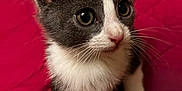 Katy joined the competition — help win amazing prizes! cat, kitten, pet, animal, whiskers, ears, big_eyes, nose, fur, gray_and_white, paws, red_blanket, quilt, indoor, close_up, portrait, cute, sitting, young, curious