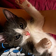 Katy joined the competition — help win amazing prizes! kitten, cat, paw, pink_paw, whiskers, pink_nose, wide_eyes, fur, gray_and_white, blanket, bed, arm, human_arm, shirt, graphic_tshirt, closeup, indoor, pet, relaxed, adorable