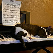Katy is registered to the contest to win money with this photo: black_and_white, cat, closeup, cozy, fur, head, home, indoor, instrument, keyboard, keys, music, paw, pet, piano, resting, sheet_music, sleeping, tail, wall
