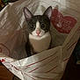 Katy joined the competition — help win amazing prizes! cat, kitten, paper_bag, bag, indoor, portrait, big_eyes, pink_nose, whiskers, gray_and_white, ears, looking_up, cute, pet, wooden_floor, grocery_bag, heart_graphic, close_up, shadow, curiosity