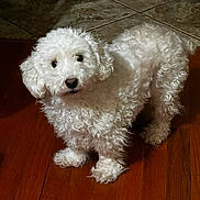 Snuggles is registered to the contest to win money with this photo: dog, small_dog, white_fur, curly_fur, pet, indoors, hardwood_floor, tile_floor, looking_up, dark_eyes, black_nose, paws, standing, home, companion, domestic_animal, portrait, fur, cute, fluffy